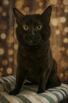 Rescue Domestic Short Hair Cats for Adoption in Hardeeville, South Carolina - Kano | PetCurious