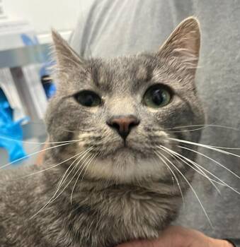 Prescott -  Domestic Short Hair Cat for Adoption in Golden, Colorado - Prescott | PetCurious