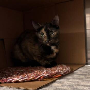 Squee -- Bonded Buddy With Brule -  Domestic Short Hair Cat for Adoption in Des Moines, Iowa - Squee -- Bonded Buddy With Brule | PetCurious