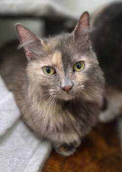 Pita (Bonded to Whitey) -  Domestic Long Hair and Dilute Tortoiseshell Cat for Adoption in Magnolia Springs, Alabama - Pita (Bonded To Whitey) | PetCurious