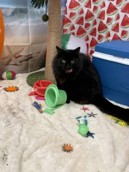 Candy -  Domestic Long Hair Cat for Adoption in Worcester, Massachusetts - Candy | PetCurious