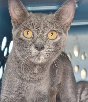 Fb6d -  Domestic Short Hair Cat for Adoption in Lawrenceville, Georgia - Fb6d | PetCurious