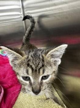 Nutmeg -  Domestic Short Hair Cat for Adoption in Westland, Michigan - Nutmeg | PetCurious