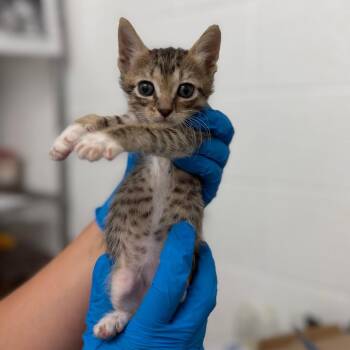 Whopper -  Domestic Short Hair Cat for Adoption in Edinburg, Texas - Whopper | PetCurious