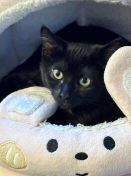 Dahlia -  Domestic Short Hair Cat for Adoption in Unionville, Missouri - Dahlia | PetCurious