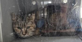 Domestic Short Hair Cats Available for Adoption in Edgewood, New Mexico - Riddler | PetCurious