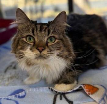 Domestic Long Hair Cats Available for Adoption - Sam | PetCurious