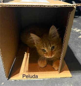 Peluda -  Domestic Medium Hair Cat for Adoption in Johnson City, Tennessee - Peluda | PetCurious
