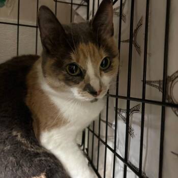 Mistie -  Domestic Short Hair Cat for Adoption in Chilliwack, British Columbia - Mistie | PetCurious