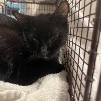 Jinnie -  Domestic Short Hair Cat for Adoption in Chicago, Illinois - Jinnie | PetCurious