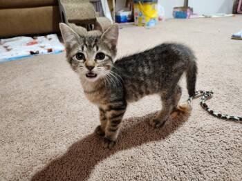 Yvette -  Domestic Short Hair Cat for Adoption in Wheaton, Illinois - Yvette | PetCurious