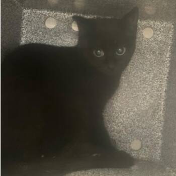 Domestic Short Hair Cats Available for Adoption - Kit Kat | PetCurious