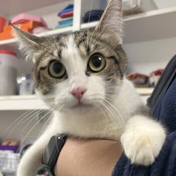71279 -  Domestic Short Hair Cat for Adoption in Harrisonburg, Virginia - 71279 | PetCurious