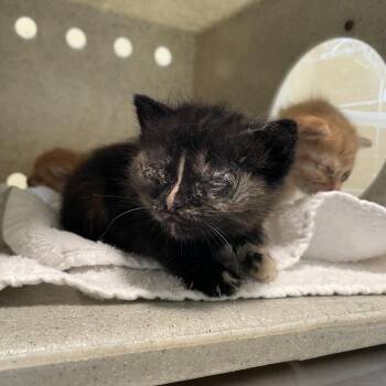 Midnight -  Domestic Short Hair Cat for Adoption in Pasadena, California - Midnight | PetCurious