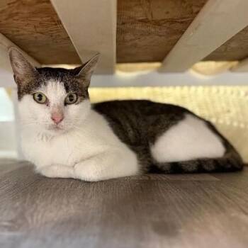 Strawberry Cookie -  Tabby and Domestic Short Hair Cat for Adoption in Friendswood, Texas - Strawberry Cookie | PetCurious