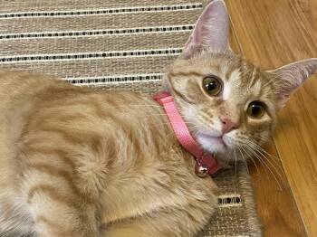 Rescue Domestic Short Hair Cats for Adoption in Westland, Michigan - Sunshine | PetCurious