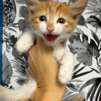 Domestic Medium Hair Cats Available for Adoption in Wahiawa, Hawaii - Parker | PetCurious