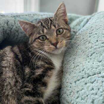 Macarena -  Domestic Short Hair Cat for Adoption in Ridgely, Maryland - Macarena | PetCurious