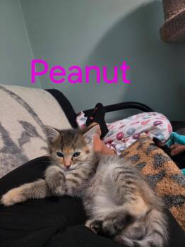 Peanut -  Domestic Short Hair Cat for Adoption in Blaine, Minnesota - Peanut | PetCurious