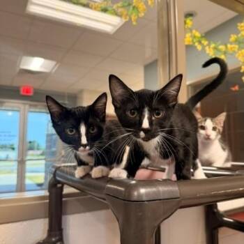 7 dwarfs Kitten Group -  Domestic Short Hair Cat for Adoption in Fayetteville, Arkansas - 7 Dwarfs Kitten Group | PetCurious