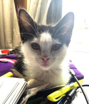 Charleigh -  Domestic Short Hair Cat for Adoption in Kansas City, Missouri - Charleigh | PetCurious