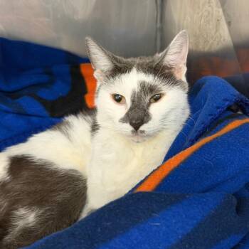Connie -  Domestic Short Hair Cat for Adoption in Hampton Bays, New York - Connie | PetCurious