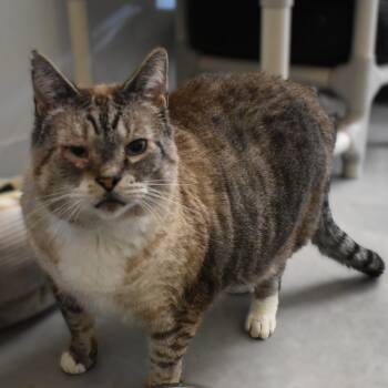 Domestic Short Hair Cats Available for Adoption - Tommy | PetCurious