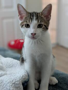 Rescue Manx and Tabby Cats for Adoption in Melbourne, Florida - Max | PetCurious