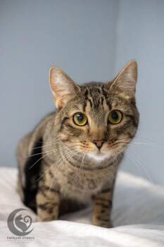 Domestic Short Hair Cats Available for Adoption - Dennis AKA Denni | PetCurious