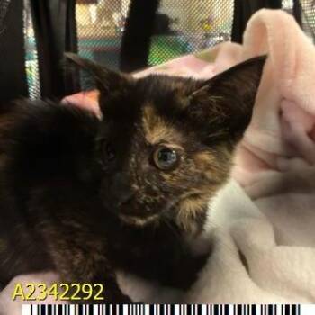 Gertie -  Domestic Short Hair Cat for Adoption in West Palm Beach, Florida - Gertie | PetCurious