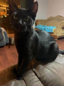 Hiccup -  Domestic Short Hair Cat for Adoption in Cowlesville, New York - Hiccup | PetCurious