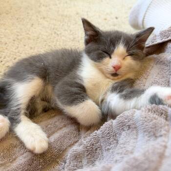 Oogie -  Domestic Short Hair Cat for Adoption in Woodinville, Washington - Oogie | PetCurious