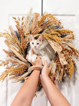 Blanco -  Siamese Cat for Adoption in Goodyear, Arizona - Blanco | PetCurious