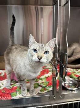 Domestic Short Hair Cats Available for Adoption in Fort Walton Beach, Florida - AVRA | PetCurious