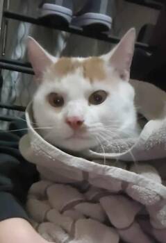 Domestic Short Hair Cats Available for Adoption in West Peoria, Illinois - NP Odin | PetCurious