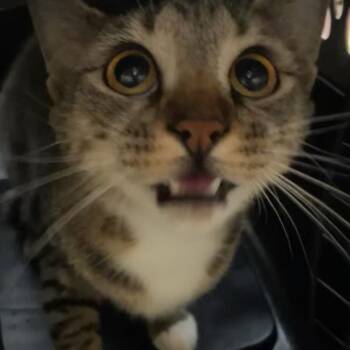 Little Peanut -  Domestic Short Hair Cat for Adoption in Winston-salem, North Carolina - Little Peanut | PetCurious