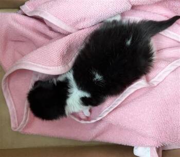 SKITTLES -  Domestic Short Hair Cat for Adoption in Dallas, Texas - SKITTLES | PetCurious