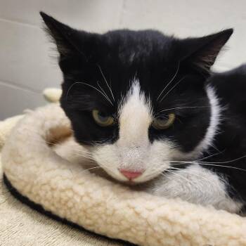 Domestic Short Hair Cats Available for Adoption in Murray, Utah - Mickey | PetCurious