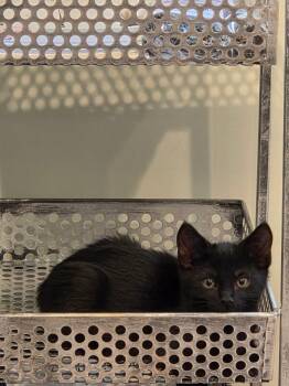 Bruce -  Domestic Short Hair Cat for Adoption in Lincoln, California - Bruce | PetCurious