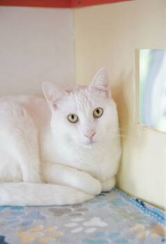 Rescue Domestic Short Hair Cats for Adoption in Oakland, California - Marshmallow (bonded With Graham) | PetCurious