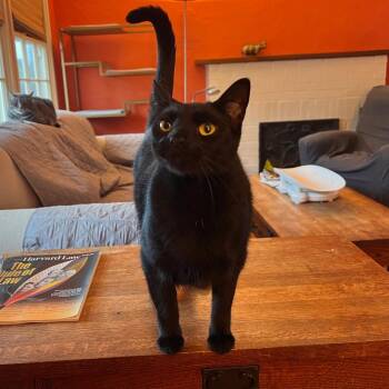 Domestic Short Hair Cats Available for Adoption in Los Angeles, California - Byrd | PetCurious