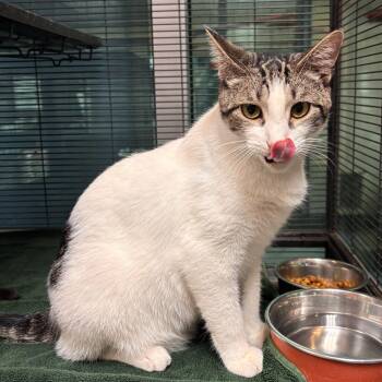 Noodle -  Domestic Short Hair Cat for Adoption in Charleston, South Carolina - Noodle | PetCurious