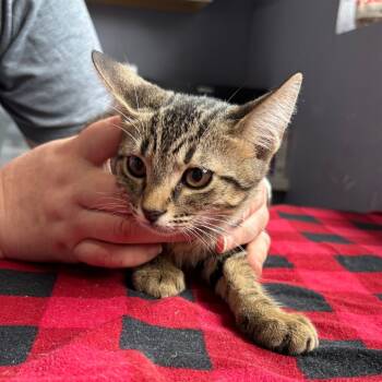 Rescue Domestic Short Hair Cats for Adoption in Kyle, Texas - FRIJOLES | PetCurious