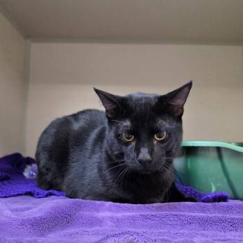 Domestic Short Hair and Bombay Cats Available for Adoption - Edward | PetCurious