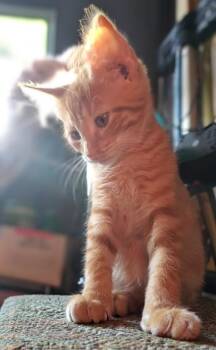 Domestic Short Hair Cats Available for Adoption in Ocala, Florida - August West | PetCurious