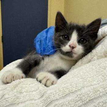Sweetie Belle -  Domestic Short Hair Cat for Adoption in Richmond, Virginia - Sweetie Belle | PetCurious