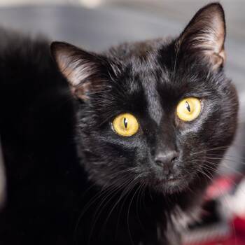 Mitch Rodeo -  Domestic Short Hair Cat for Adoption in Wilmington, Delaware - Mitch Rodeo | PetCurious