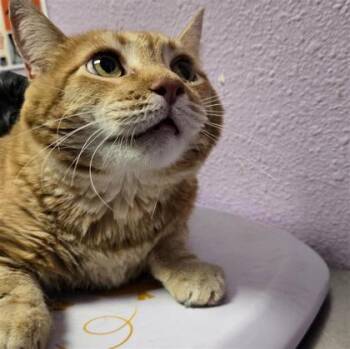 SHABOOBEE -  Domestic Short Hair Cat for Adoption in El Paso, Texas - SHABOOBEE | PetCurious