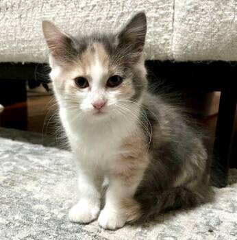 Izzy -  Dilute Calico and Domestic Short Hair Cat for Adoption in Vaughan, Ontario - Izzy | PetCurious