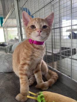Honeycomb -  Domestic Short Hair Cat for Adoption in Mcpherson, Kansas - Honeycomb | PetCurious